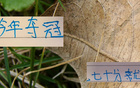 心痛去年申花，今年中超冠軍或現(xiàn)低分奪冠！